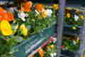 fruehjahrsblueher25_120