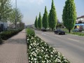 Bepflanzung der Krefelder Straße