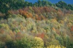 Wald (c) Andreas Herrmann