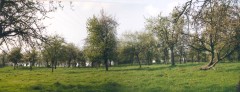 Obstbaumwiese (c) Stadt Aachen